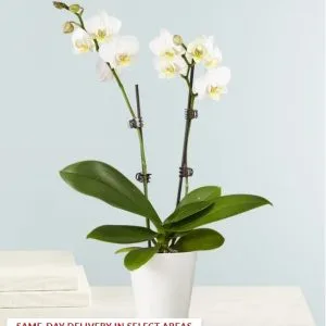 Double White Orchid Plant for Sympathy
